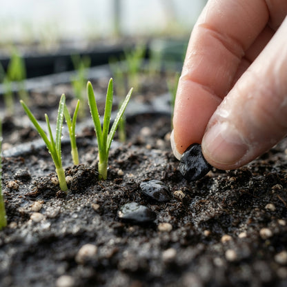White and Red Daffodil Seeds for Planting