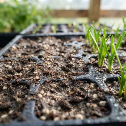 White and Yellow Daffodil Flower Seeds for Planting