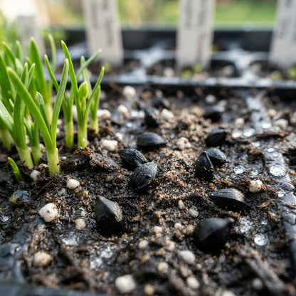 Purple Daffodil Flower Seeds for Planting
