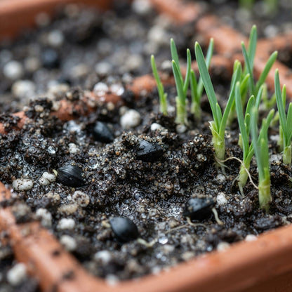 Narcissus Tete Boucle Flower Seeds - Double Daffodil Flower Seeds for Garden