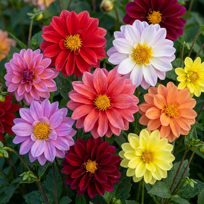 Dahlia Figaro Mixed Flower Seeds for Garden Planting