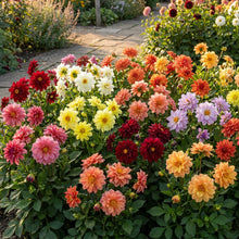 Dahlia Figaro Mixed Flower Seeds for Garden Planting