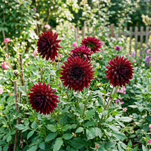 Dahlia Nuit Dete Flower Seeds For Planting