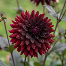 Dahlia Nuit Dete Flower Seeds For Planting