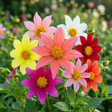 Dahlia Tall Star Mixed Flower Seeds For Planting
