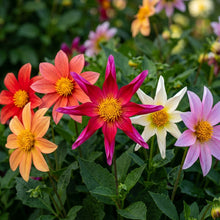 Dahlia Tall Star Mixed Flower Seeds For Planting