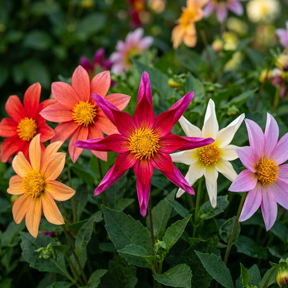 Dahlia Tall Star Mixed Flower Seeds For Planting