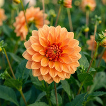 Dahlia Delight in Orange Shades Seeds
