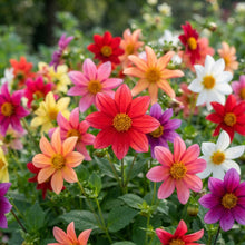 NM Dahlia Top Star Beauty Mix Seeds for Garden Planting