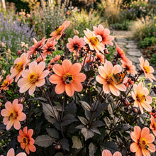 Dahlia Happy Single Kiss Flower Seeds For Planting