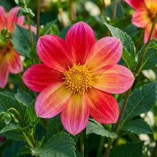 Dahlia Happy Single Party Flower Seeds for Garden Planting