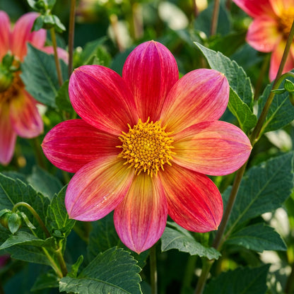 Dahlia Happy Single Party Flower Seeds for Garden Planting