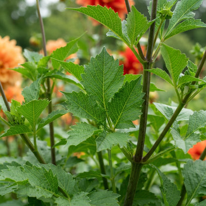 Mixed Orange and Red Dahlia Flower Seeds for Garden Planting