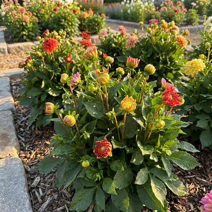 Dahlia Figaro Mixed Flower Seeds for Garden Planting