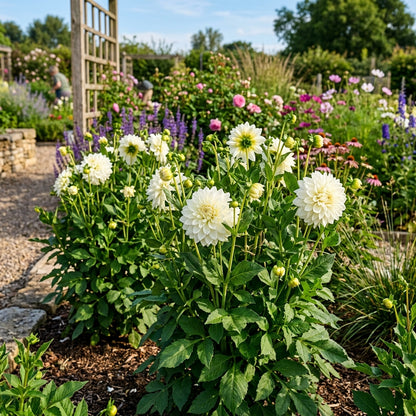White Dahlia Flower Seeds for Planting