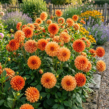 Dahlia Delight in Orange Shades Seeds