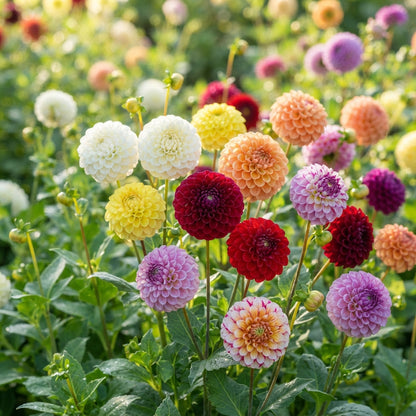 Mix Dahlia Pompon Flower Seeds for Planting