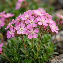 Saponaria Bellidifolia Seeds