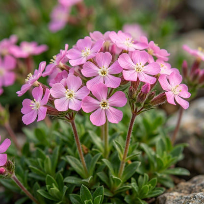 Saponaria Bellidifolia Seeds
