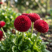 Daisy Pomponet Red Flower Seeds for Planting