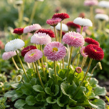 NM Daisy Double Mix Bellis perennis Seeds for Garden Planting