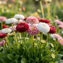 NM Daisy Double Mix Bellis perennis Seeds for Garden Planting