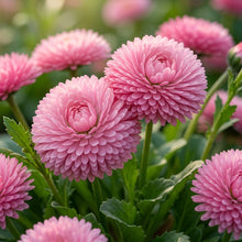 Daisy Double Monstrosa Rose Pink Flower Seeds For Planting