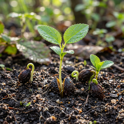 Damson Seeds for Planting