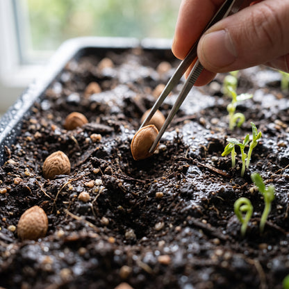 Damson Seeds for Planting