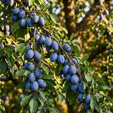 Damson Seeds for Planting