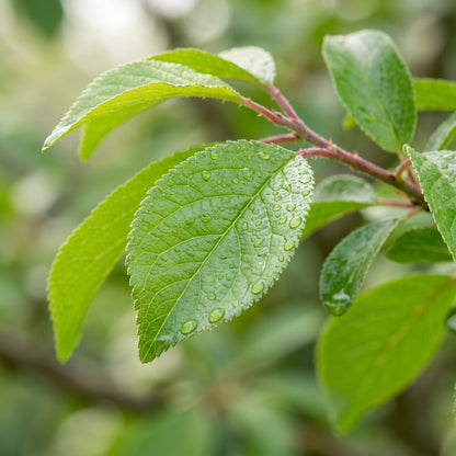 Damson Seeds for Planting
