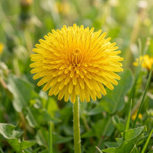 Taraxacum Mongolicum Seeds