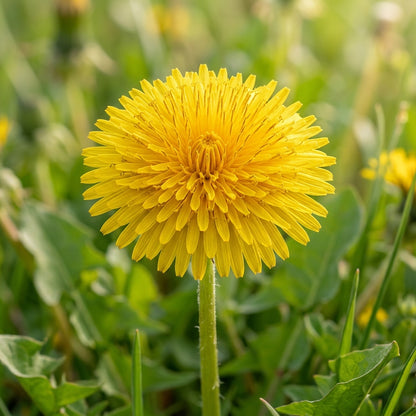 Taraxacum Mongolicum Seeds
