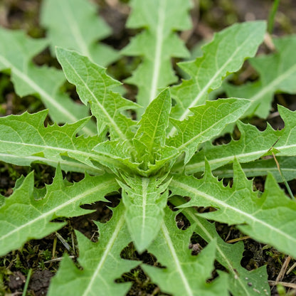 Taraxacum Mongolicum Seeds