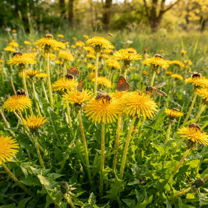 Dente Di Leone Flower Seeds - Dandelion Flower Seeds for Garden