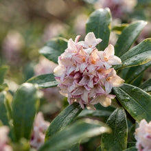 Daphne Flower Seeds for Planting
