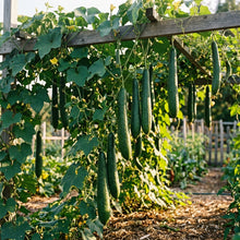 Sponge Gourd Dark Green Seeds – Sponge Gourd Seeds for Garden Planting