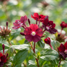 Balkan Orchard Beak Dark Red Flower Seeds for Planting