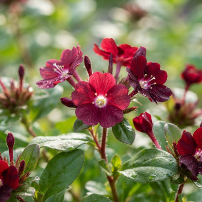 Balkan Orchard Beak Dark Red Flower Seeds for Planting