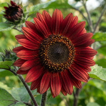 Dark Red Sunflower Seeds for Planting