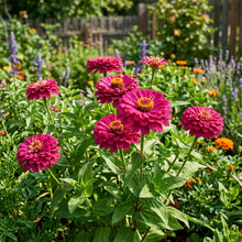 Zinnia Imported Dark Pink Seeds – Bold Garden Flowers