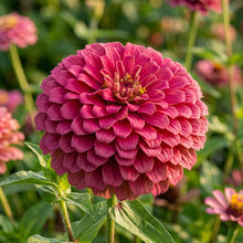 Zinnia Imported Dark Pink Seeds – Bold Garden Flowers
