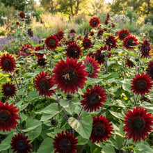 Dark Red Sunflower Seeds for Planting