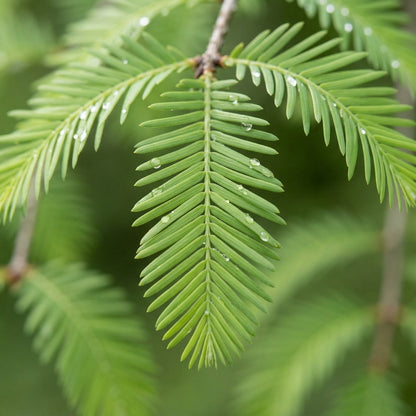 Dawn Redwood Tree Seeds Metasequoia glyptostroboides – Ornamental Deciduous Redwood Seeds