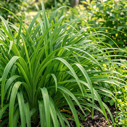 Daylily Hemerocallis Mixed Color Seeds – Heirloom Day Lily Flower Seeds