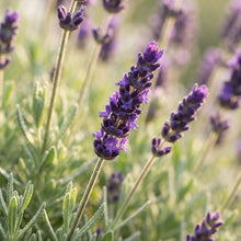 Deep Purple Lavender Seeds for Planting