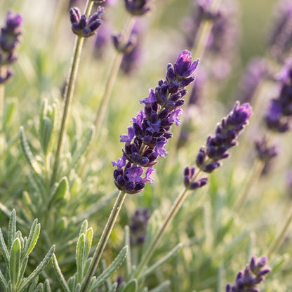 Deep Purple Lavender Seeds for Planting