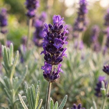 Deep Purple Lavender Seeds for Planting