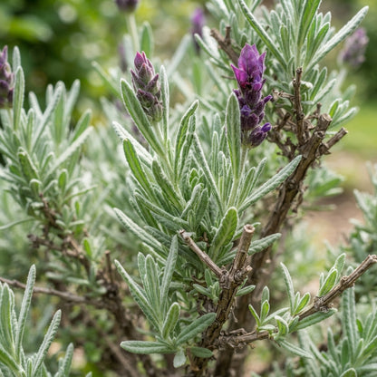 Deep Purple Lavender Seeds for Planting
