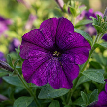 Deep Purple Petunia Seeds For Planting
